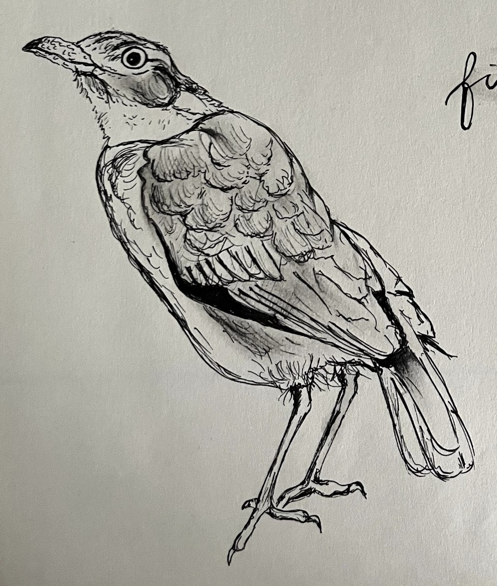 Realistic botanical-style ink illustration of a Hornero bird, highlighting feathered textures and form.